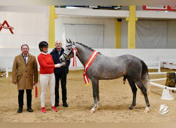 Pony tedesco, Stallone, 4 Anni, 147 cm, Grigio pezzato