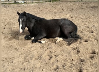 Pony tedesco, Stallone, 4 Anni, 147 cm, Morello