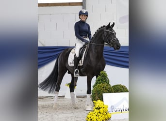 Pony tedesco, Stallone, 4 Anni, 147 cm, Morello