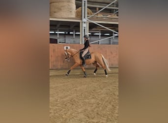 Pony tedesco, Stallone, 4 Anni, 147 cm, Palomino