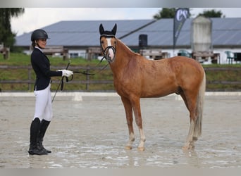 Pony tedesco, Stallone, 4 Anni, 147 cm, Palomino