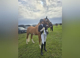 Pony tedesco, Stallone, 4 Anni, 147 cm, Palomino