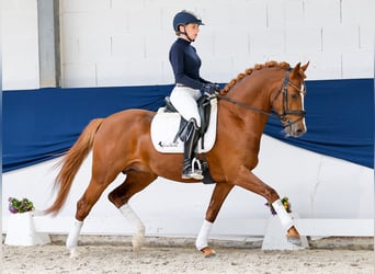 Pony tedesco, Stallone, 4 Anni, 147 cm, Sauro