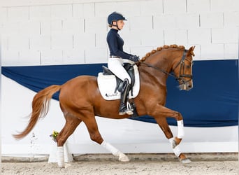 Pony tedesco, Stallone, 4 Anni, 147 cm, Sauro