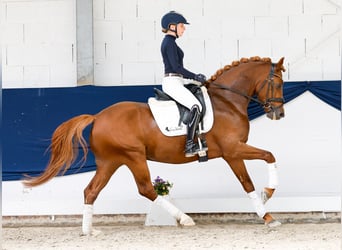 Pony tedesco, Stallone, 4 Anni, 147 cm, Sauro