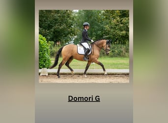 Pony tedesco, Stallone, 4 Anni, 148 cm, Pelle di daino