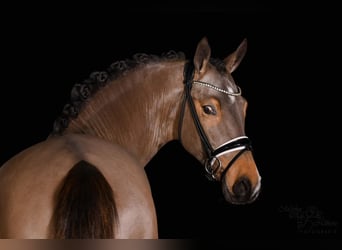 Pony tedesco, Stallone, 4 Anni, 148 cm, Pelle di daino
