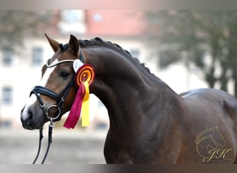 Pony tedesco, Stallone, 4 Anni, 148 cm, Sauro scuro