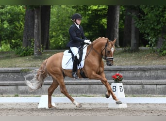 Pony tedesco, Stallone, 4 Anni, 149 cm, Falbo
