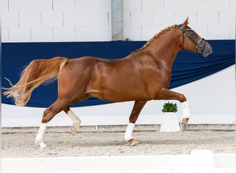 Pony tedesco, Stallone, 4 Anni, 149 cm, Sauro
