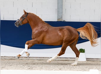 Pony tedesco, Stallone, 4 Anni, 149 cm, Sauro