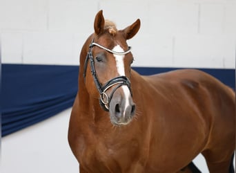 Pony tedesco, Stallone, 4 Anni, 149 cm, Sauro