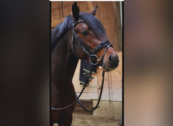 Pony tedesco, Stallone, 4 Anni, 152 cm