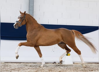 Pony tedesco, Stallone, 4 Anni, 153 cm, Sauro