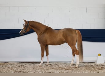 Pony tedesco, Stallone, 4 Anni, 153 cm, Sauro