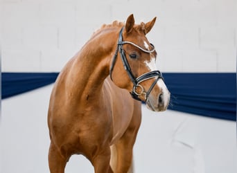 Pony tedesco, Stallone, 4 Anni, 153 cm, Sauro