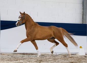 Pony tedesco, Stallone, 4 Anni, 153 cm, Sauro