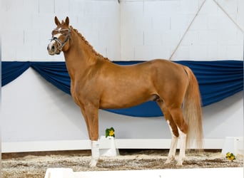 Pony tedesco, Stallone, 4 Anni, 153 cm, Sauro