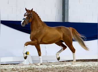 Pony tedesco, Stallone, 4 Anni, 153 cm, Sauro