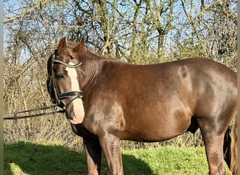 Pony tedesco, Stallone, 5 Anni, 145 cm, Sauro scuro