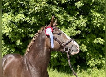 Pony tedesco, Stallone, 5 Anni, 145 cm, Sauro scuro