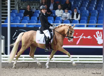 Pony tedesco, Stallone, 5 Anni, 146 cm, Palomino