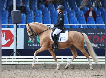 Pony tedesco, Stallone, 5 Anni, 146 cm, Palomino