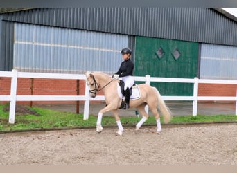 Pony tedesco, Stallone, 5 Anni, 146 cm, Palomino
