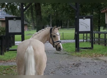 Pony tedesco, Stallone, 5 Anni, 146 cm, Palomino