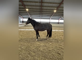 Pony tedesco, Stallone, 5 Anni, 148 cm, Baio scuro