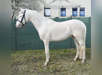 Pony tedesco, Stallone, 5 Anni, 148 cm, Cremello