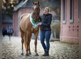 Pony tedesco, Stallone, 5 Anni, 149 cm, Falbo