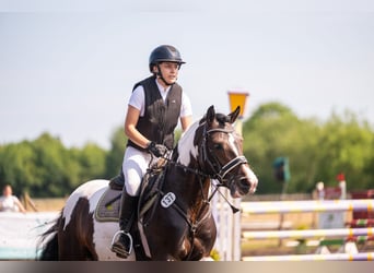 Pony tedesco, Stallone, 5 Anni, 152 cm, Pezzato
