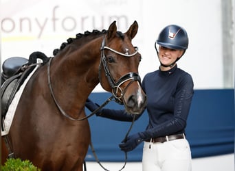 Pony tedesco, Stallone, 5 Anni, 154 cm, Baio