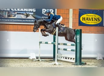 Pony tedesco, Stallone, 5 Anni, Baio scuro