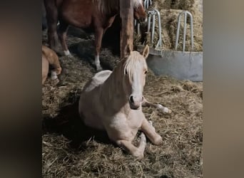 Pony tedesco, Stallone, 5 Anni, Palomino