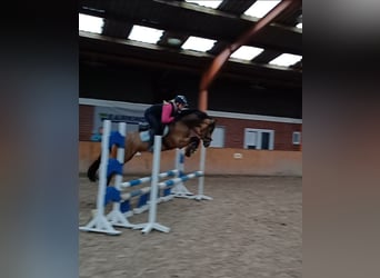 Pony tedesco, Stallone, 5 Anni, Pelle di daino