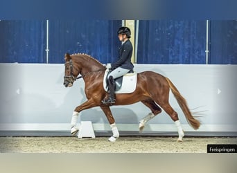 Pony tedesco, Stallone, 5 Anni, Sauro scuro