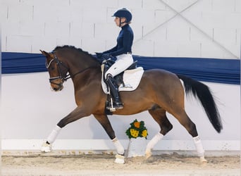 Pony tedesco, Stallone, 6 Anni, 145 cm, Baio