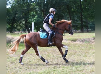 Pony tedesco, Stallone, 6 Anni, 147 cm, Sauro