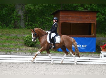 Pony tedesco, Stallone, 6 Anni, 147 cm, Sauro