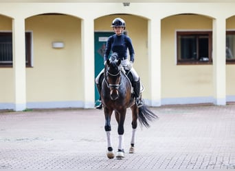 Pony tedesco, Stallone, 6 Anni, 148 cm, Baio