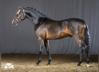 Pony tedesco, Stallone, 6 Anni, 148 cm, Baio scuro