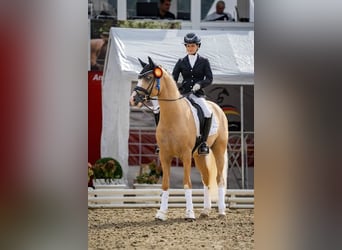 Pony tedesco, Stallone, 6 Anni, 148 cm, Palomino