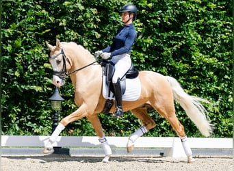 Pony tedesco, Stallone, 6 Anni, 148 cm, Palomino