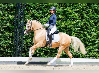 Pony tedesco, Stallone, 6 Anni, 148 cm, Palomino
