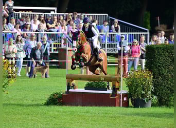 Pony tedesco, Stallone, 6 Anni, 148 cm, Sauro