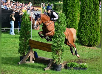 Pony tedesco, Stallone, 6 Anni, 148 cm, Sauro