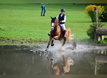 Pony tedesco, Stallone, 6 Anni, 148 cm, Sauro