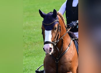 Pony tedesco, Stallone, 6 Anni, 148 cm, Sauro